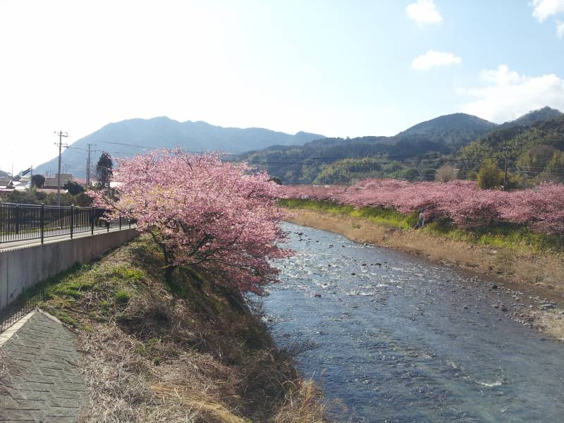 河津桜開花（写真は過去のものです）